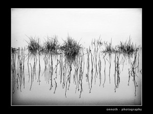 2401116075_662eddaf1f